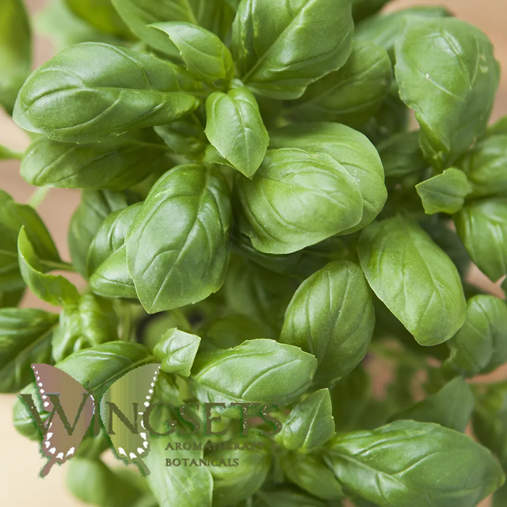 Basil Essential Oil (Ocimum basilicum), organic, Essential Oil