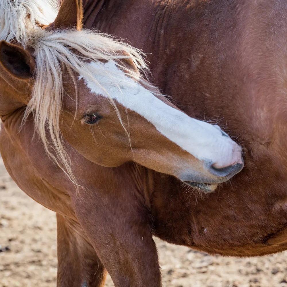 Colic Aid - Equine