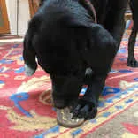 Sodapup Peanut Ultra Durable Nylon Dog Chew Toy for Aggressive Chewers