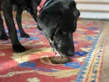 Sodapup Peanut Ultra Durable Nylon Dog Chew Toy for Aggressive Chewers