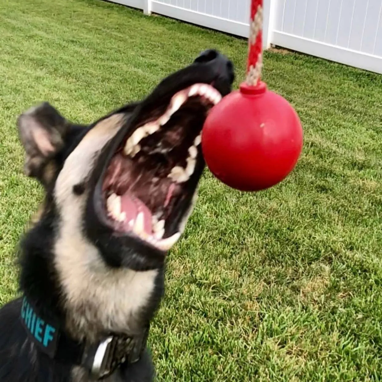 SodaPup USA-K9 Cherry Bomb Chew Toy - Red / Medium